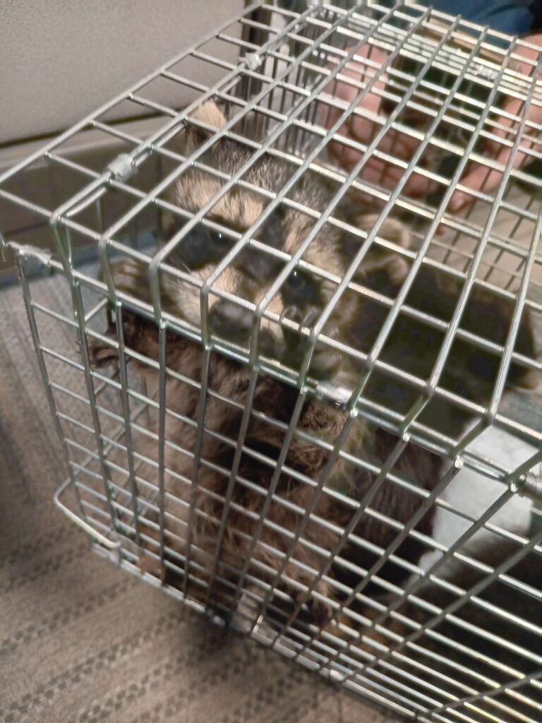 Absolute Pest Control