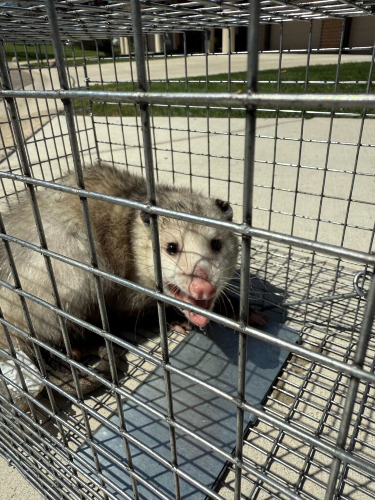 Absolute Pest Control