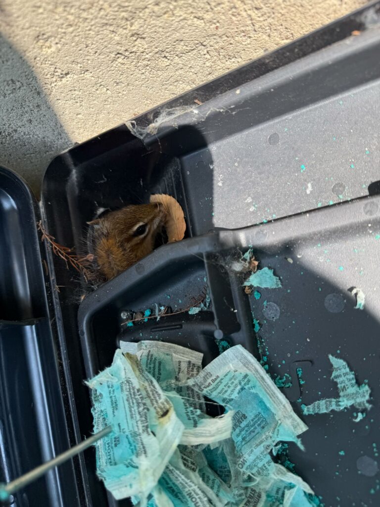 Absolute Pest Control