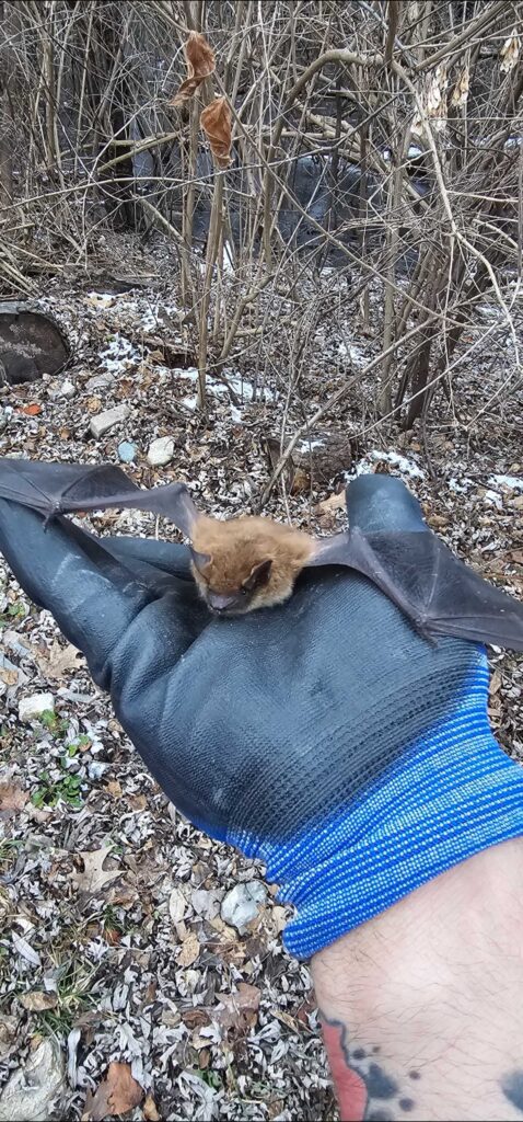 Absolute Pest Control